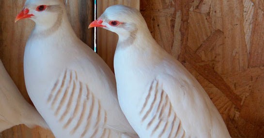 Kuluckalik Yumurta Satışı